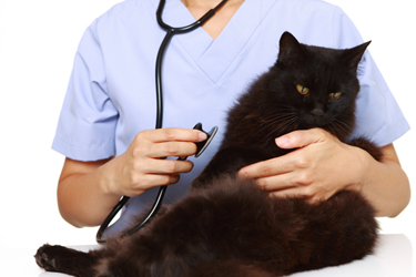 Cat with doctor getting examined